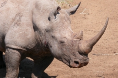 Breitmaulnashorn nah von der Seite