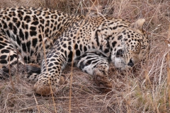 Leopard schlafend, näher