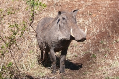 Warzenschwein  in Habachtstellung super