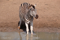 Zebra am Wasser mit Wassertropfen am Maul 2 super