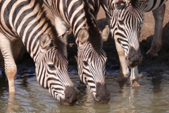 drei Zebras trinkend, eins sabbert, super