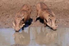 zwei rote Warzenschweine trinkend super