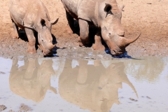 zwei trinkende Nashörner mit Spiegelbild super